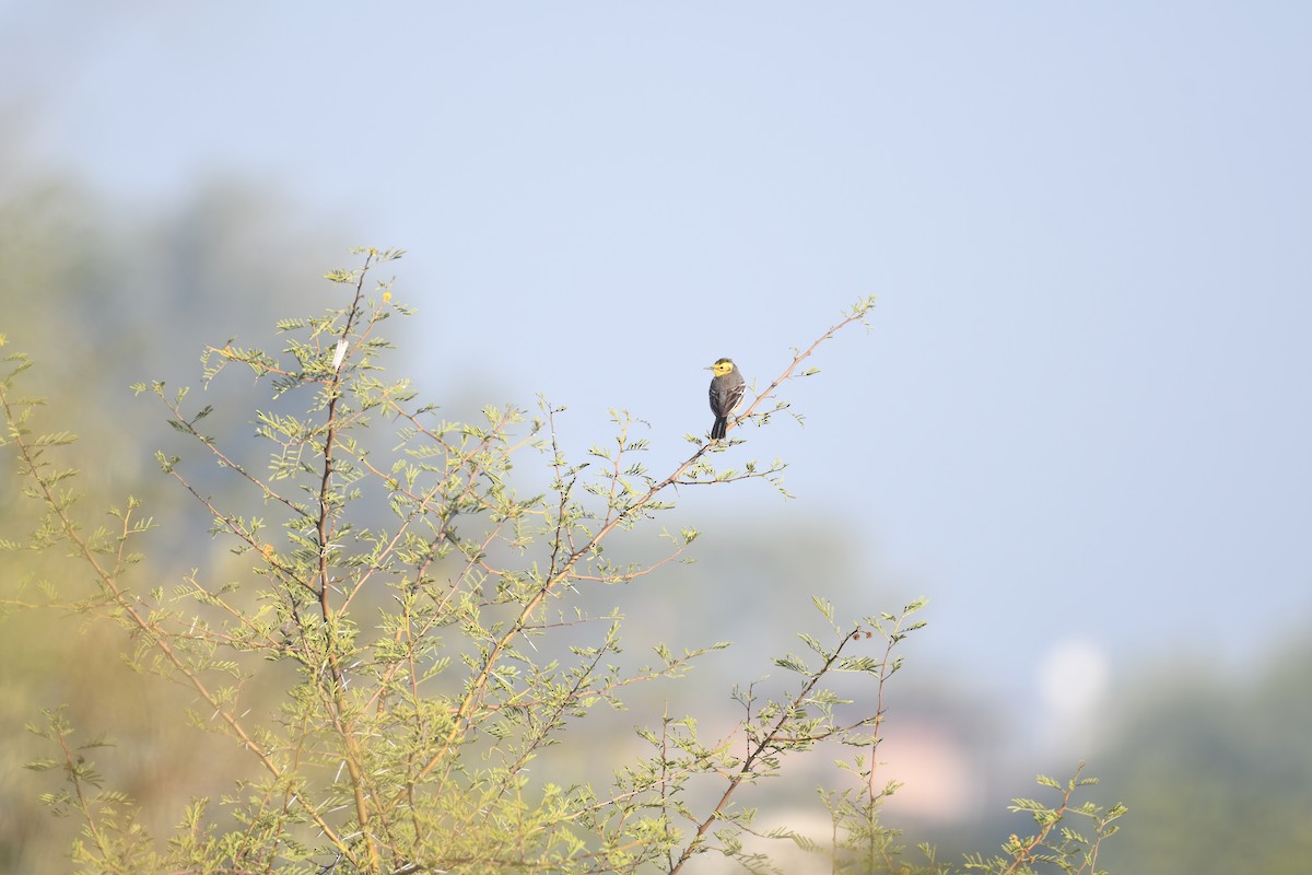 Citrine Wagtail - ML547136981