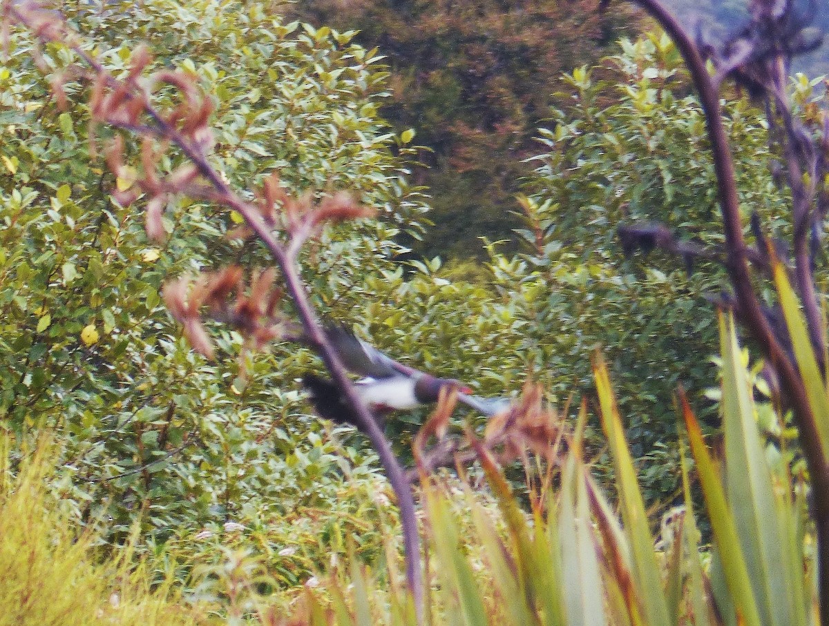 New Zealand Pigeon - ML547137481