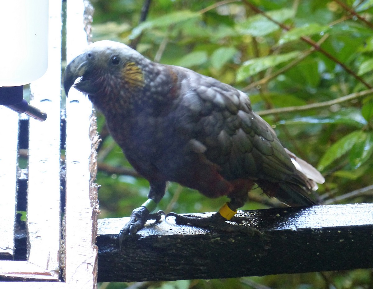 New Zealand Kaka - ML547137661