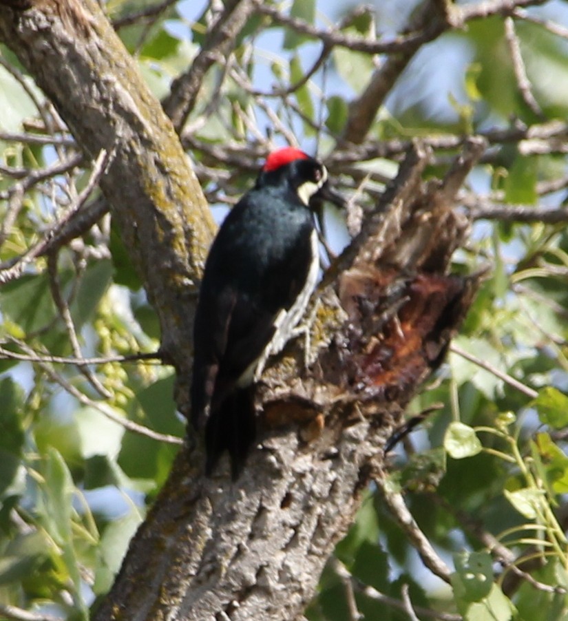 Acorn Woodpecker - ML54713801