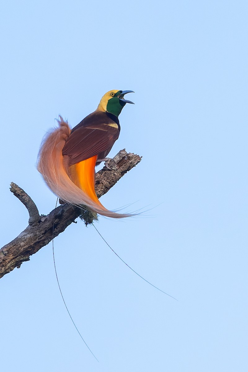 Lesser Bird-of-Paradise - ML547138651