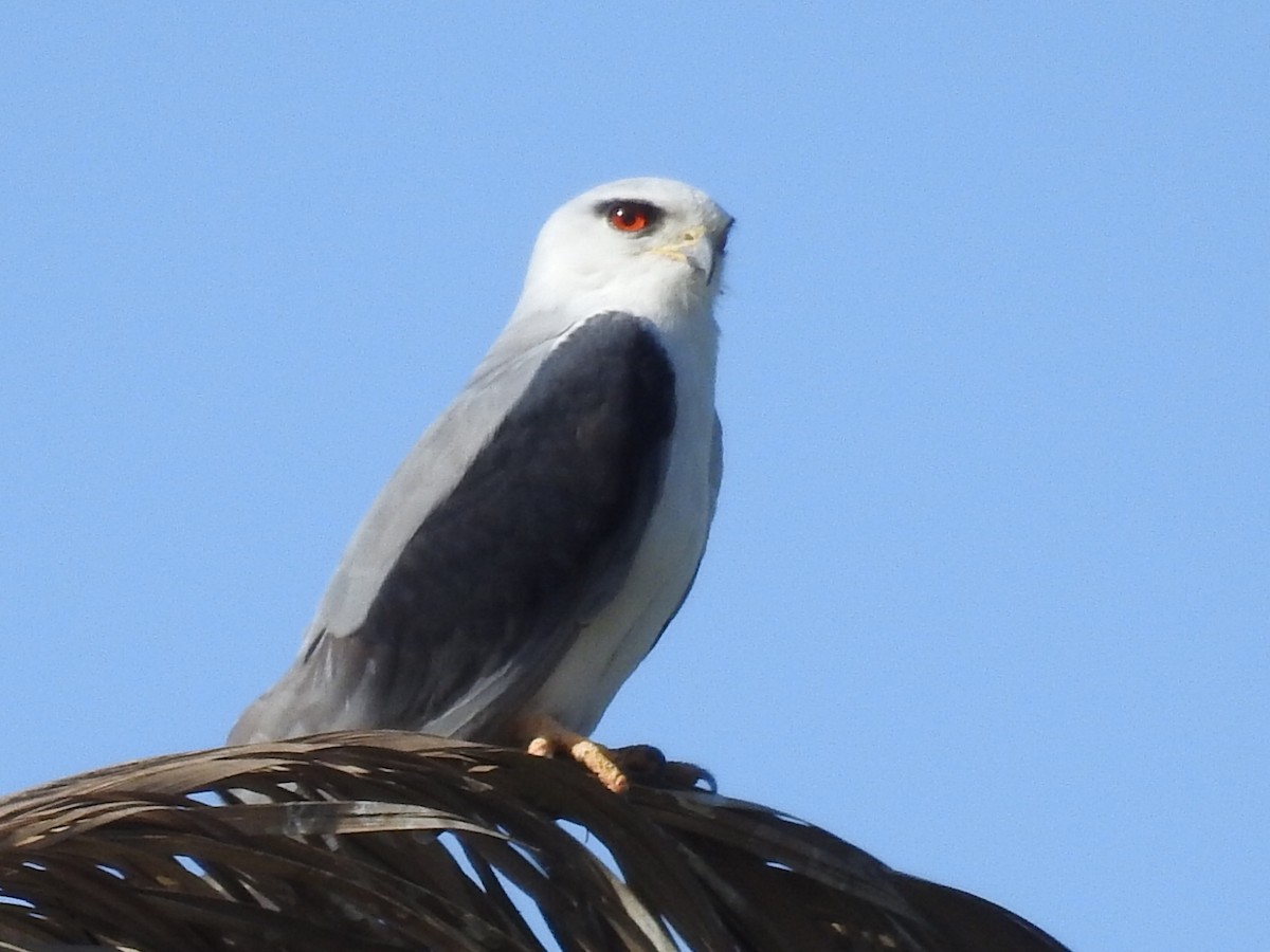 Black-winged Kite - ML547138781