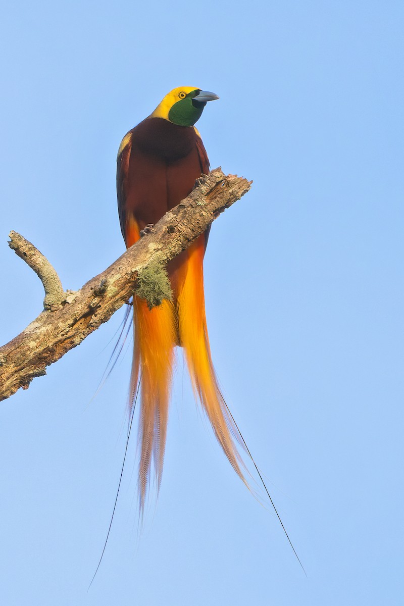 Lesser Bird-of-Paradise - ML547138871