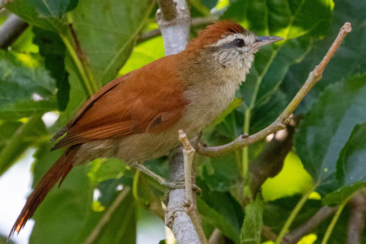 Rusty-backed Spinetail - Sue Wright