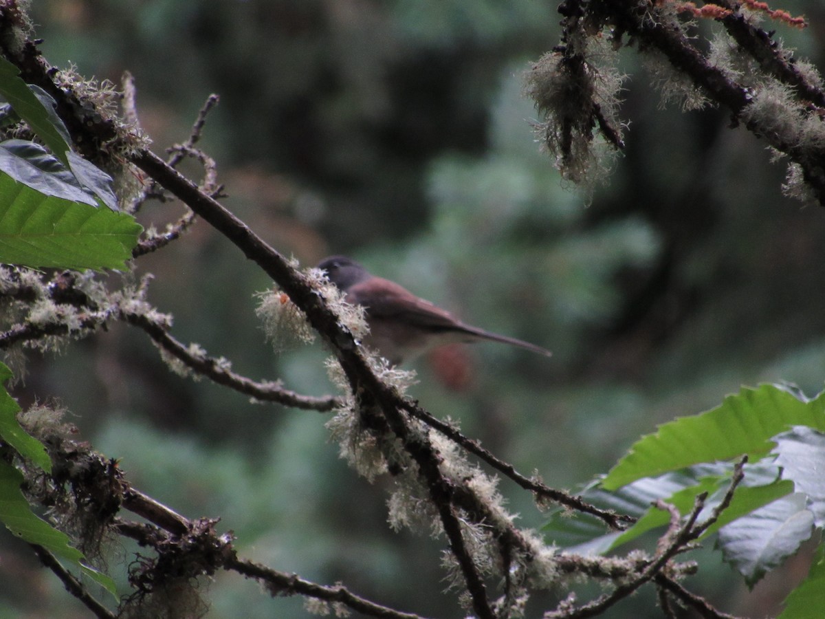 Dark-eyed Junco (Oregon) - ML547139671