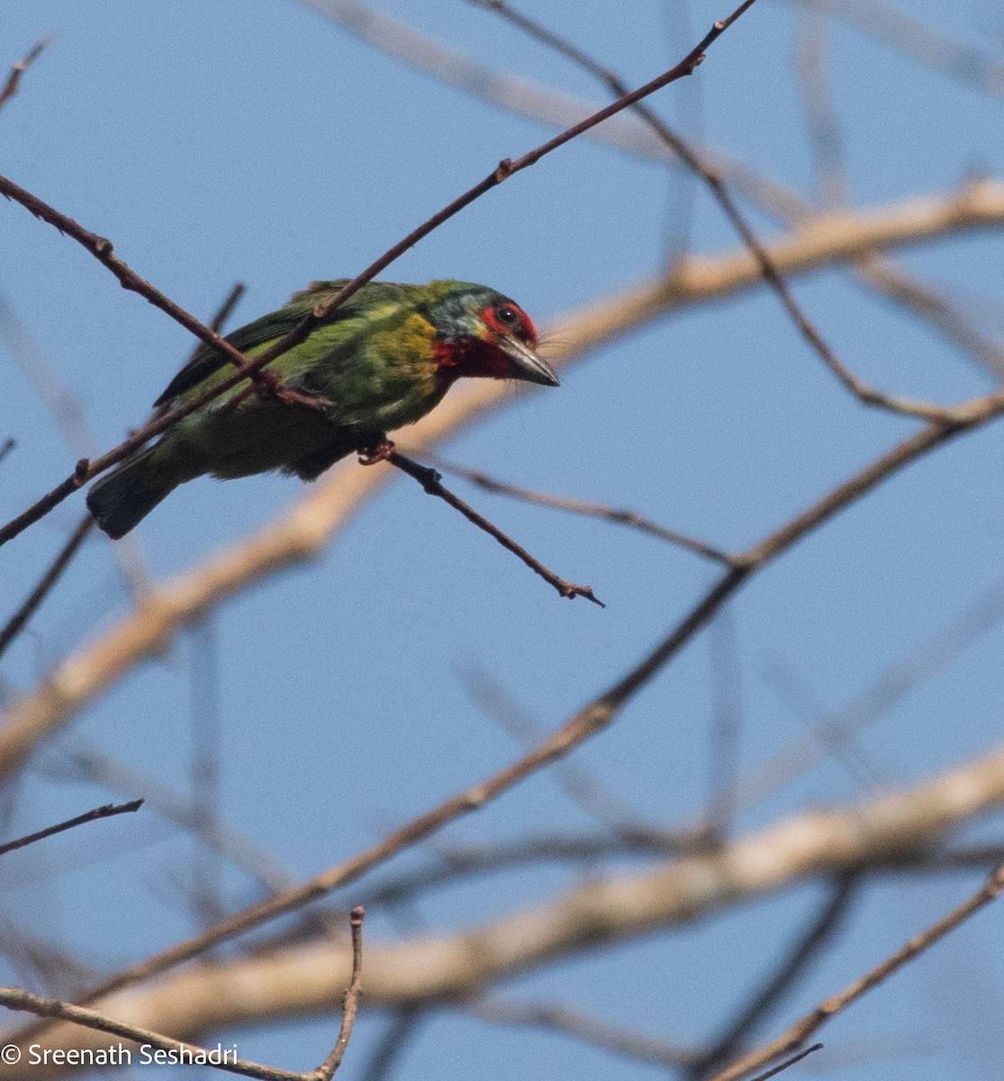 Malabar Barbet - Sreenath Seshadri