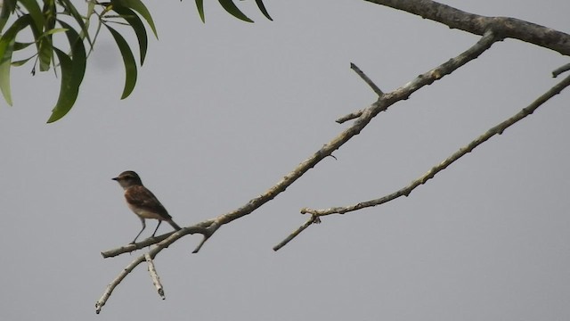 Siberian Stonechat - ML547140661