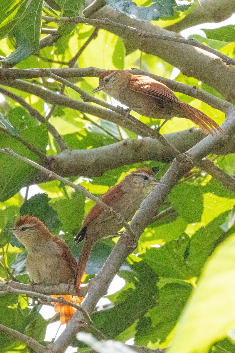 Rusty-backed Spinetail - ML547141751