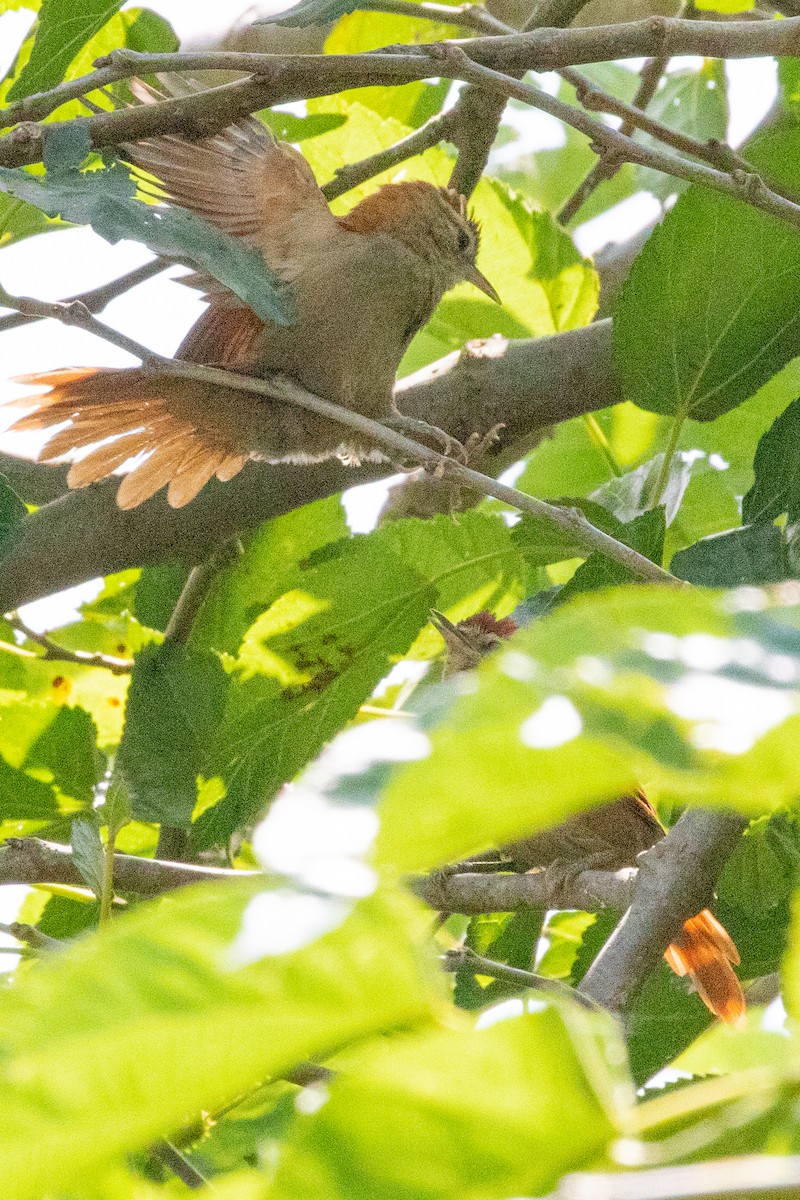 Rusty-backed Spinetail - ML547141791