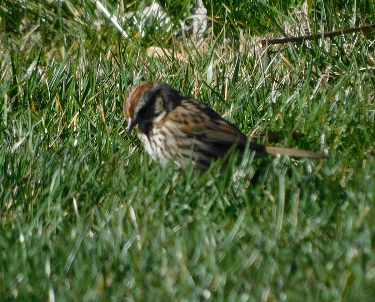 Song Sparrow - Pete Huffer