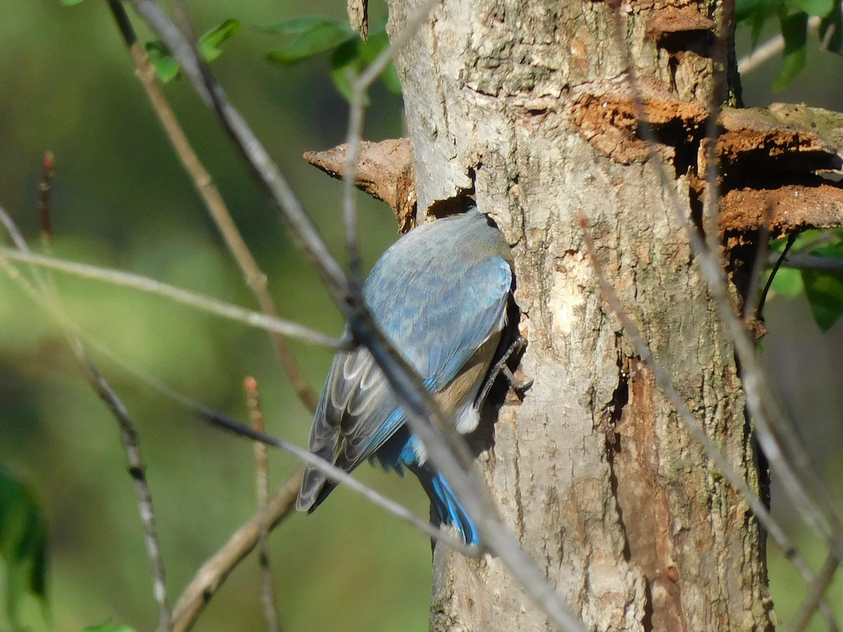 Eastern Bluebird - ML547142271