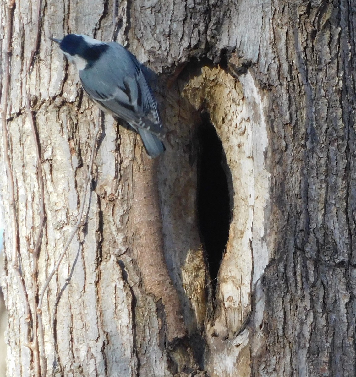 White-breasted Nuthatch - ML547142391