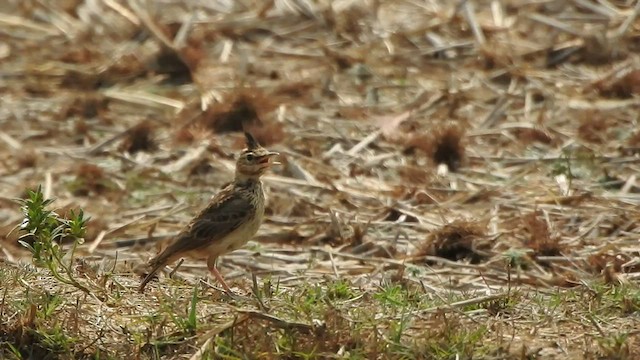 Cochevis de Malabar - ML547142511