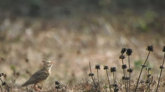 Malabar Lark - ML547142521