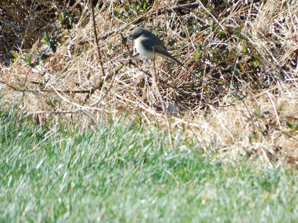 Eastern Phoebe - ML547142601