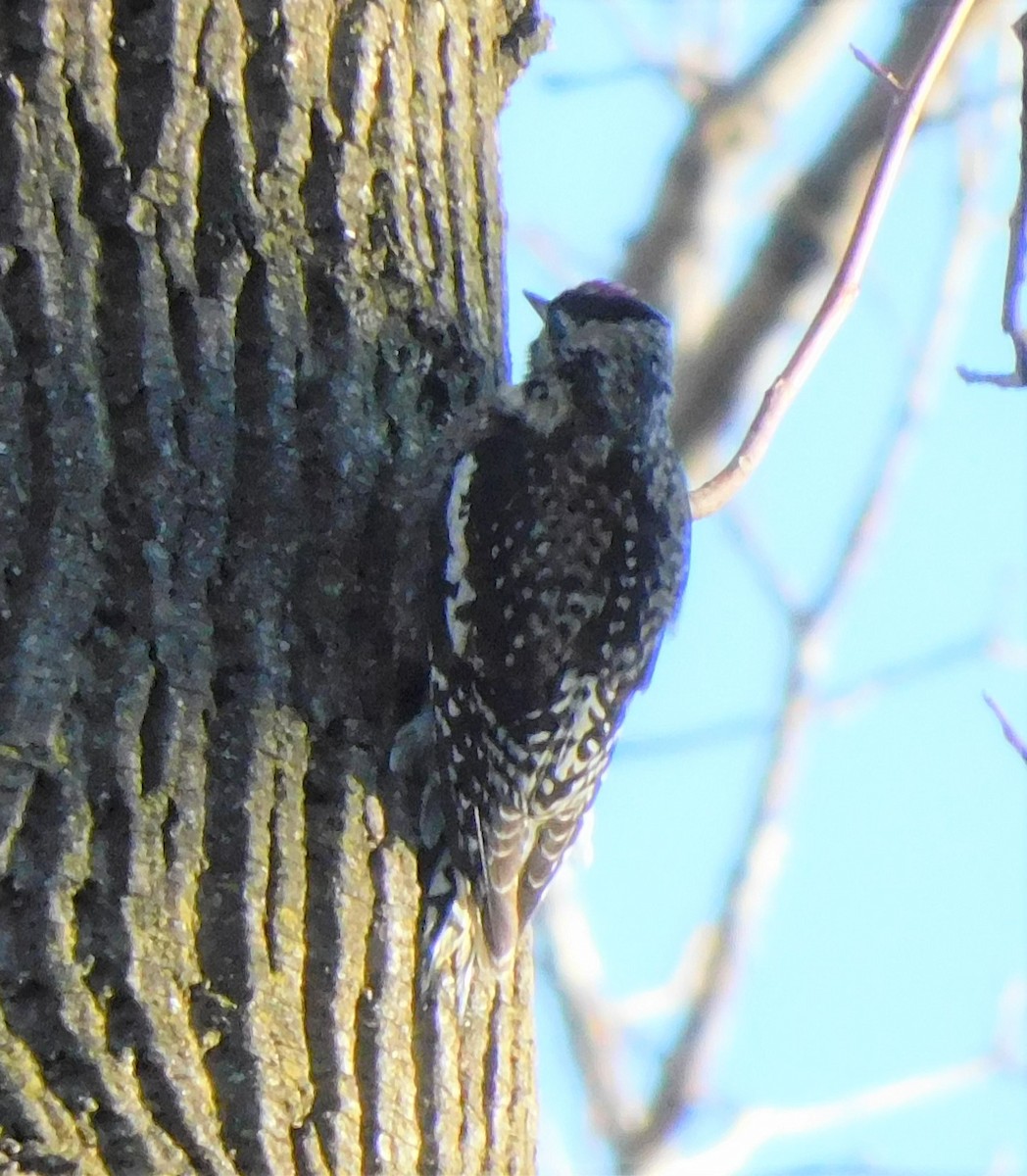 Yellow-bellied Sapsucker - ML547142801