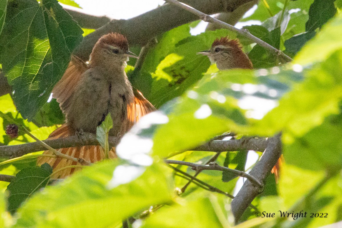 Rusty-backed Spinetail - ML547143061