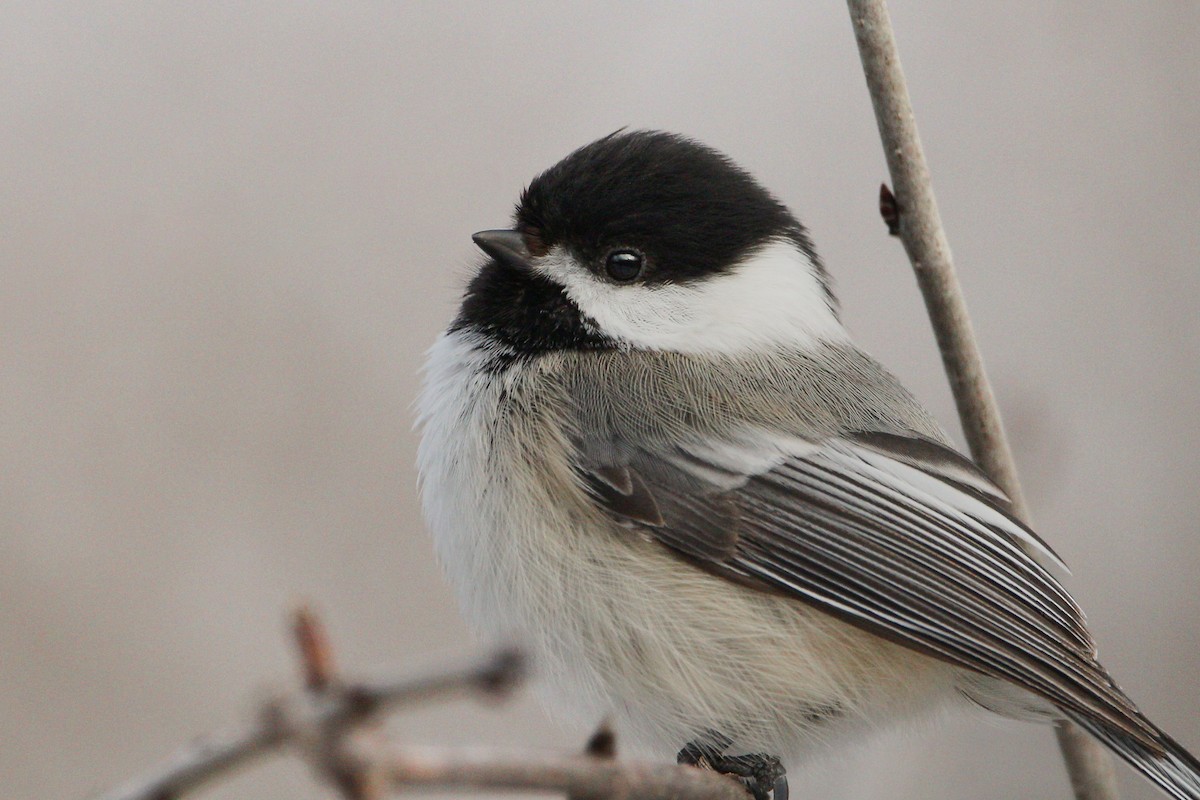 Black-capped Chickadee - ML547143691