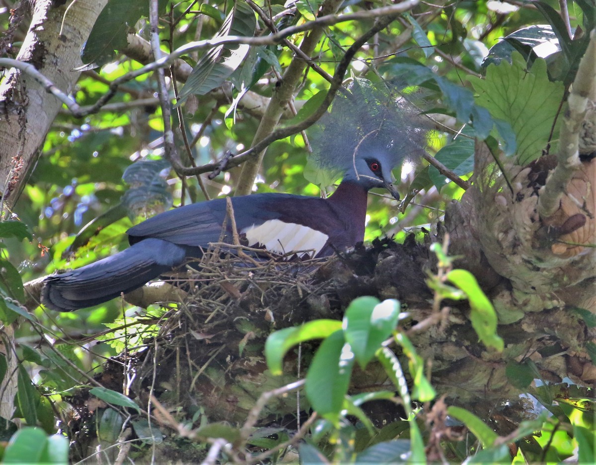 Sclater's Crowned-Pigeon - ML547145201