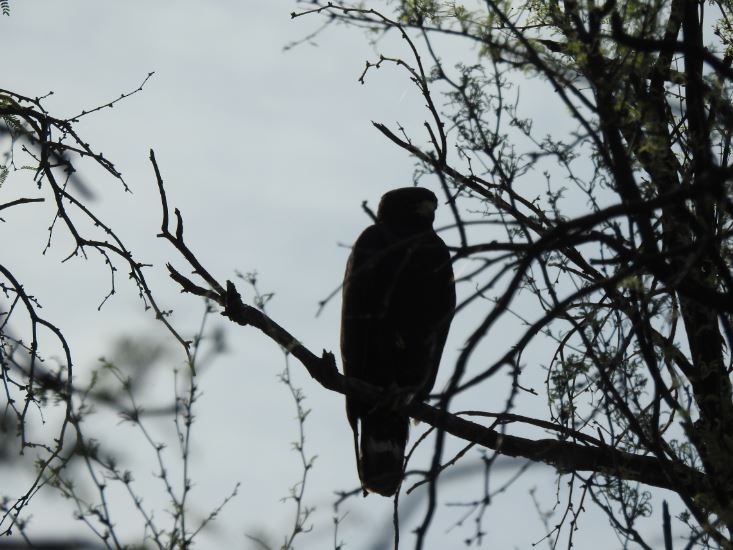 Zone-tailed Hawk - Jeff and Allison Gross