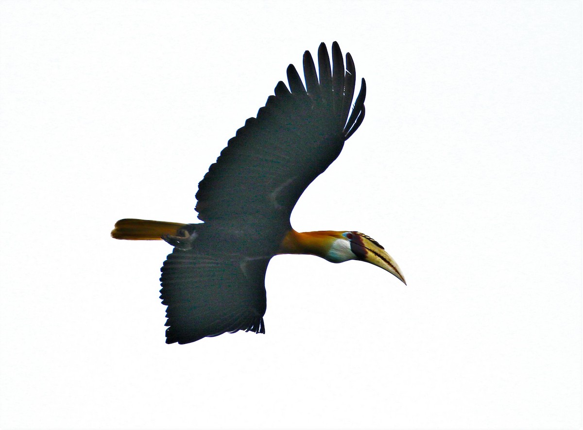 Papuahornvogel - ML547145491