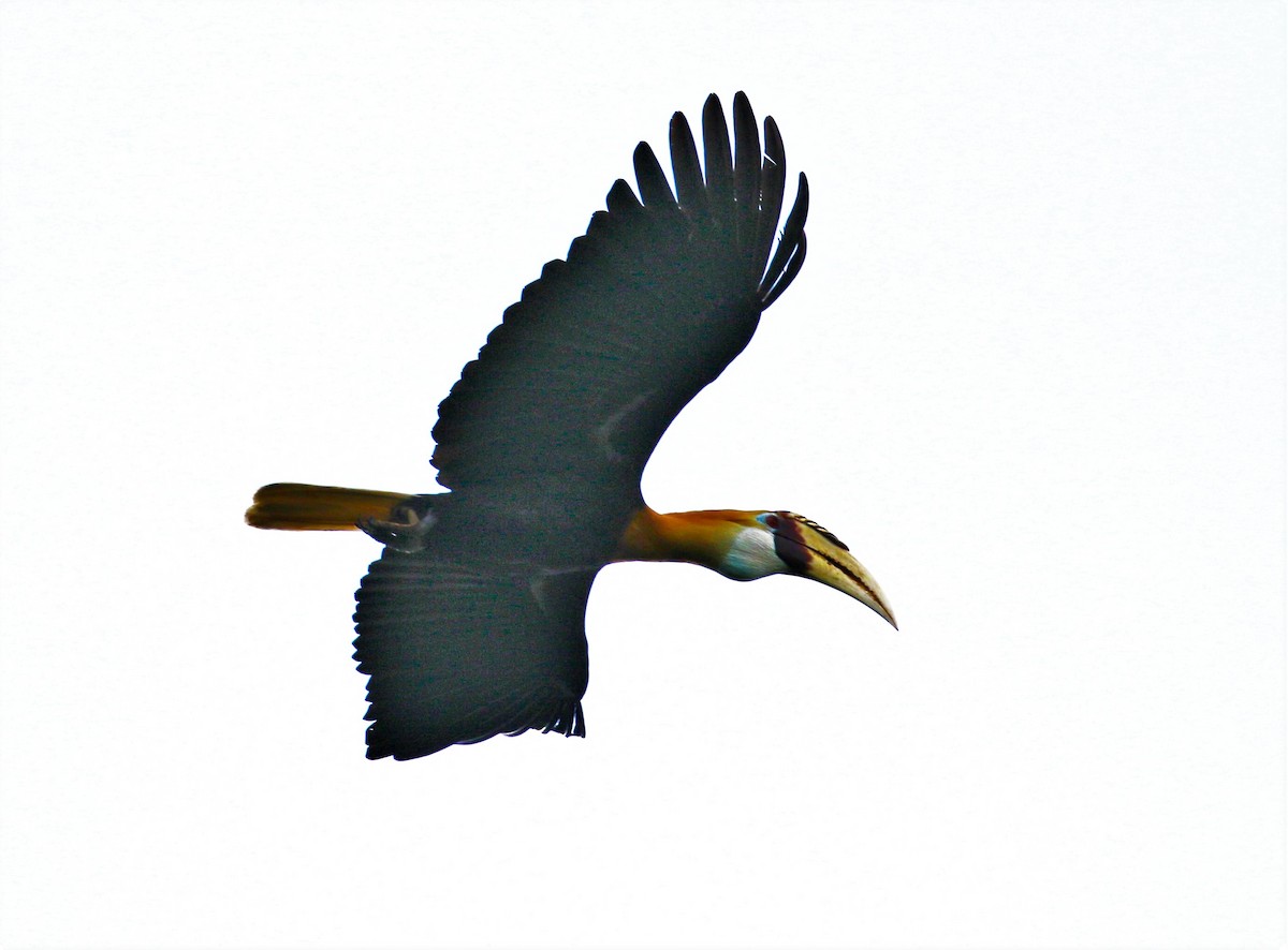 Blyth's Hornbill - ML547145491