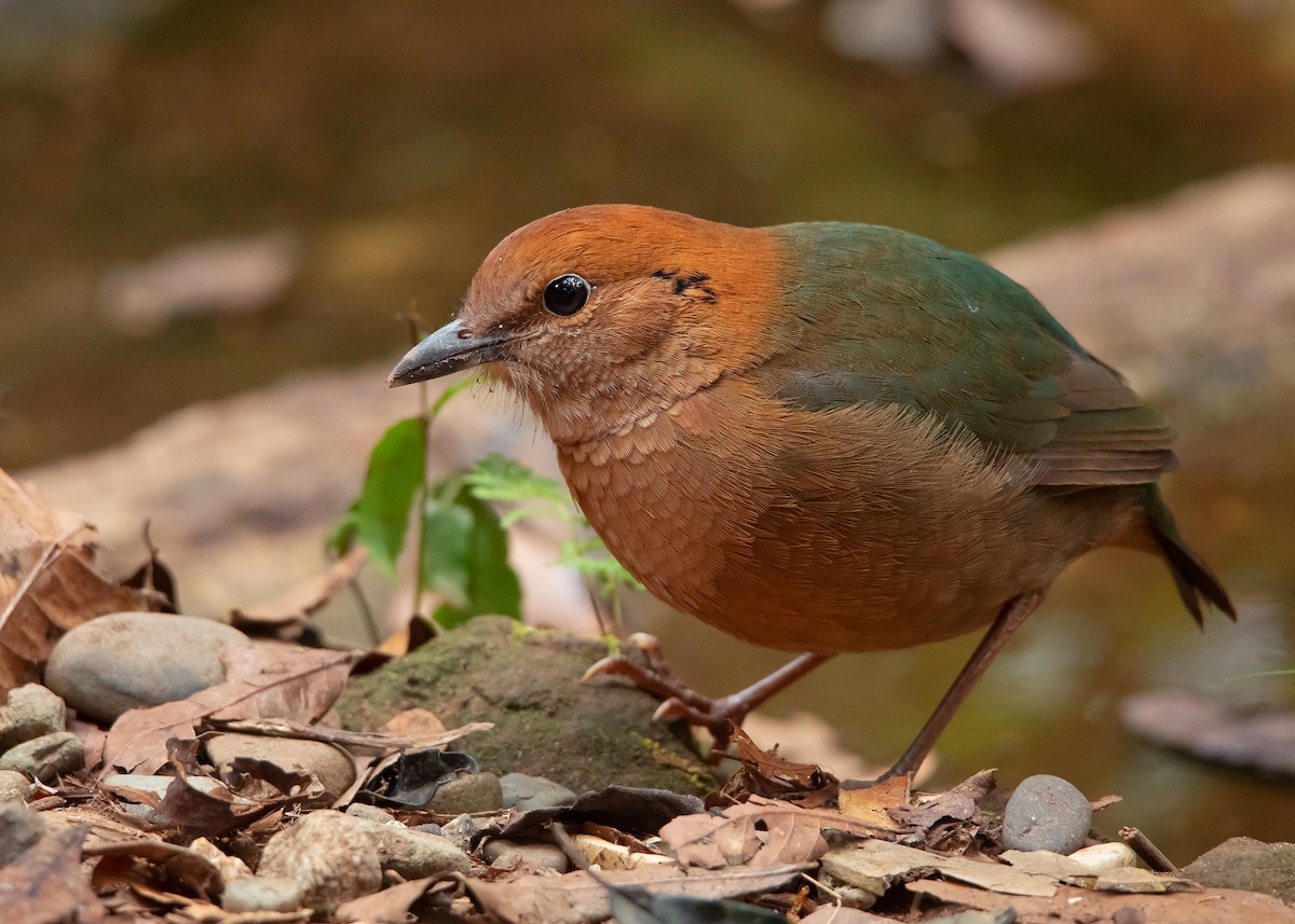 Rusty-naped Pitta - Ayuwat Jearwattanakanok