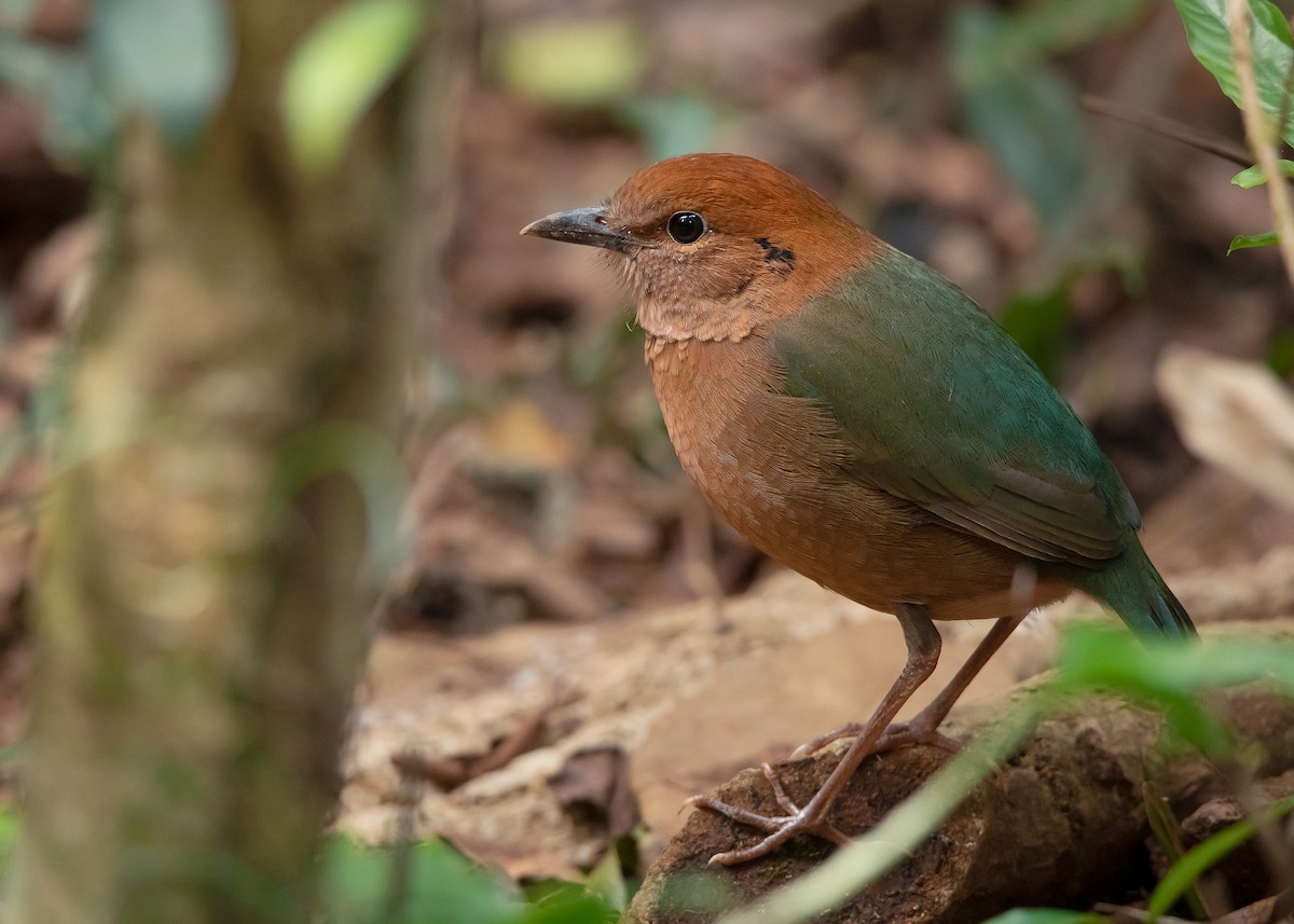Rusty-naped Pitta - Ayuwat Jearwattanakanok