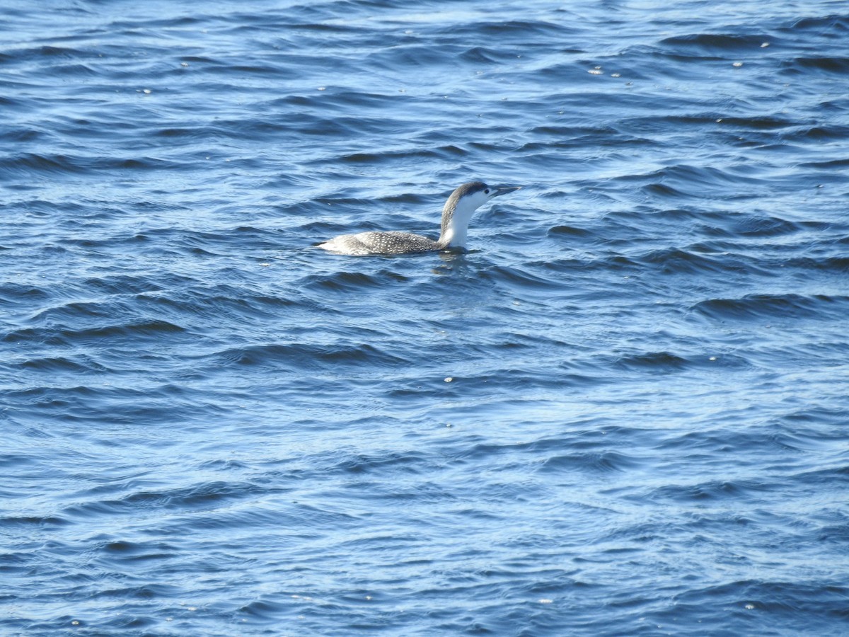 Red-throated Loon - ML547147951