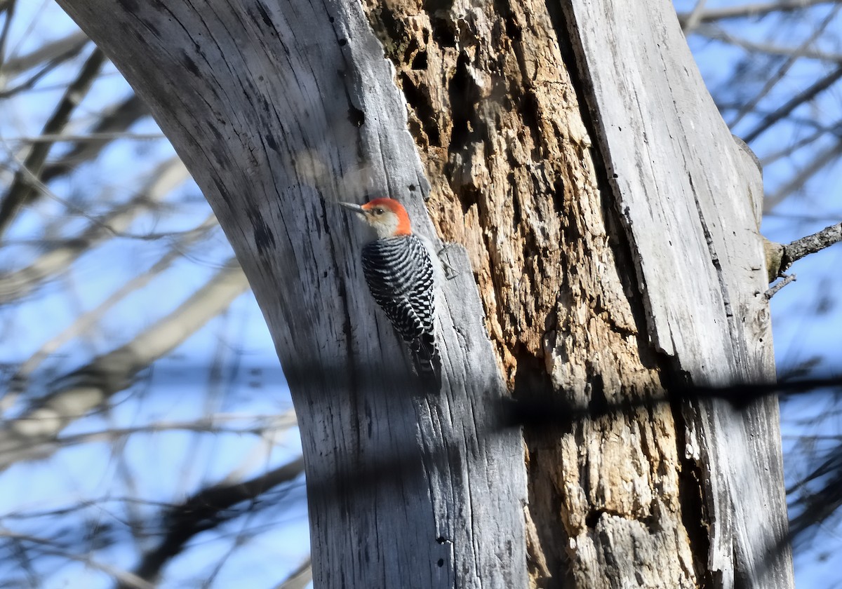 Red-bellied Woodpecker - ML547148331