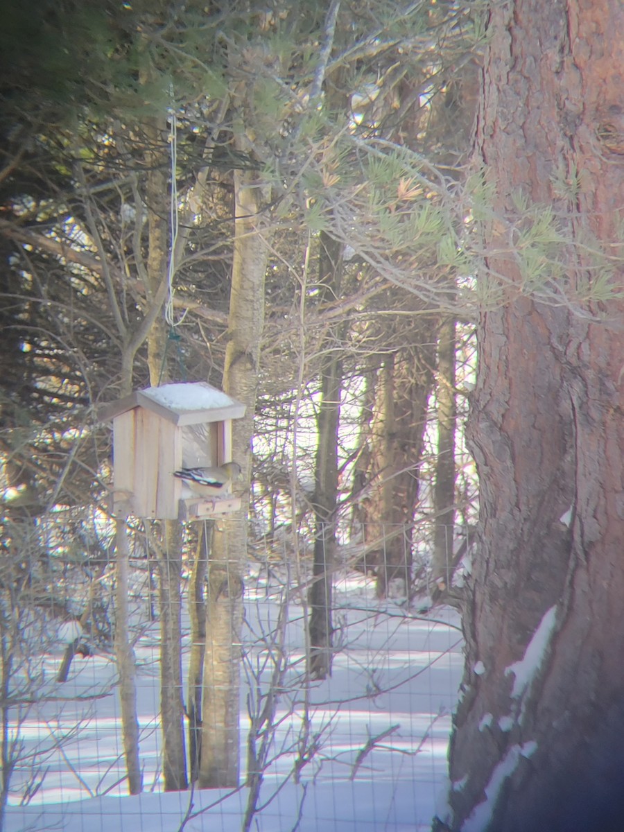Evening Grosbeak - ML547149151