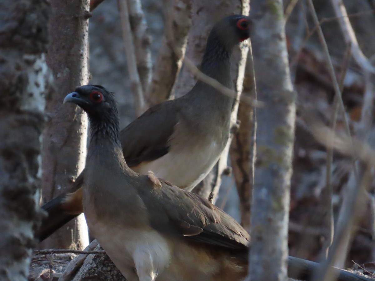 West Mexican Chachalaca - Matt Alexander