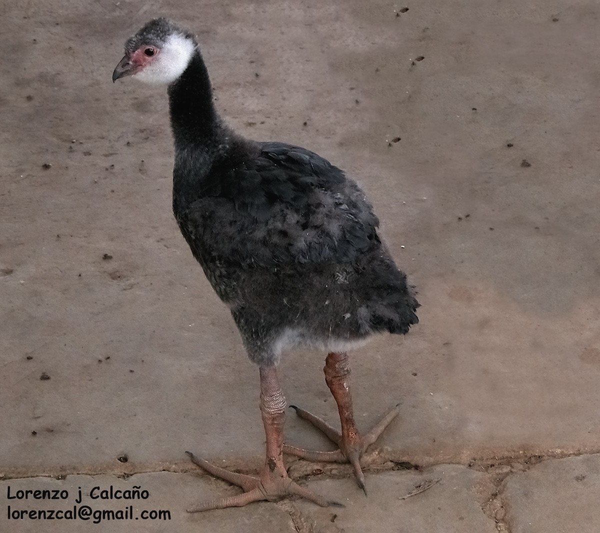 Northern Screamer - ML547151371