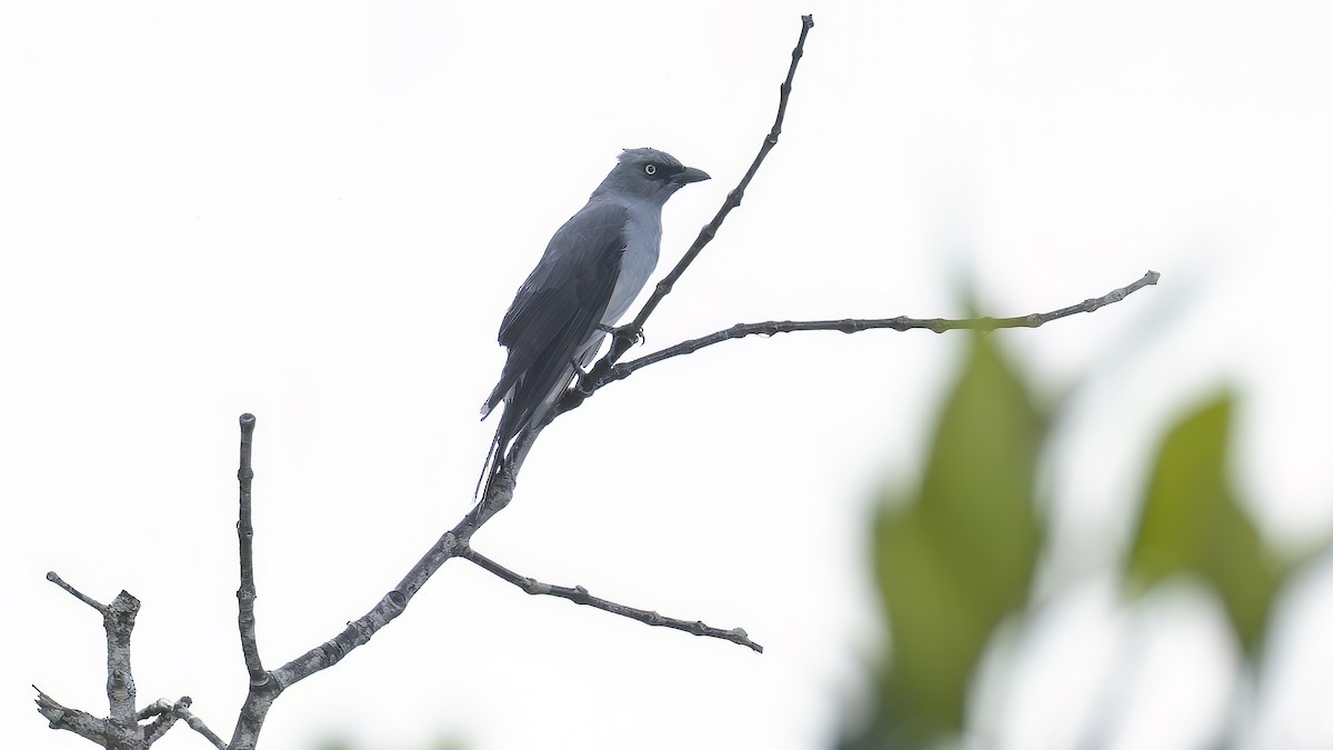 White-rumped Cuckooshrike - ML547152071