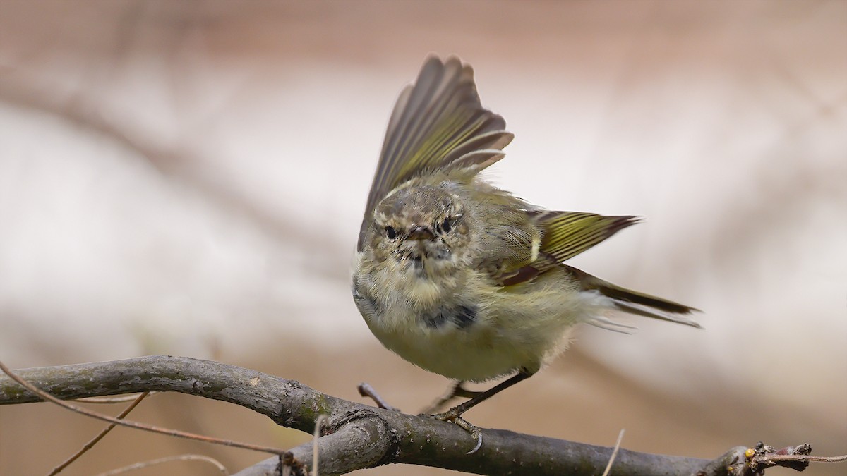 Hume's Warbler - ML547154221