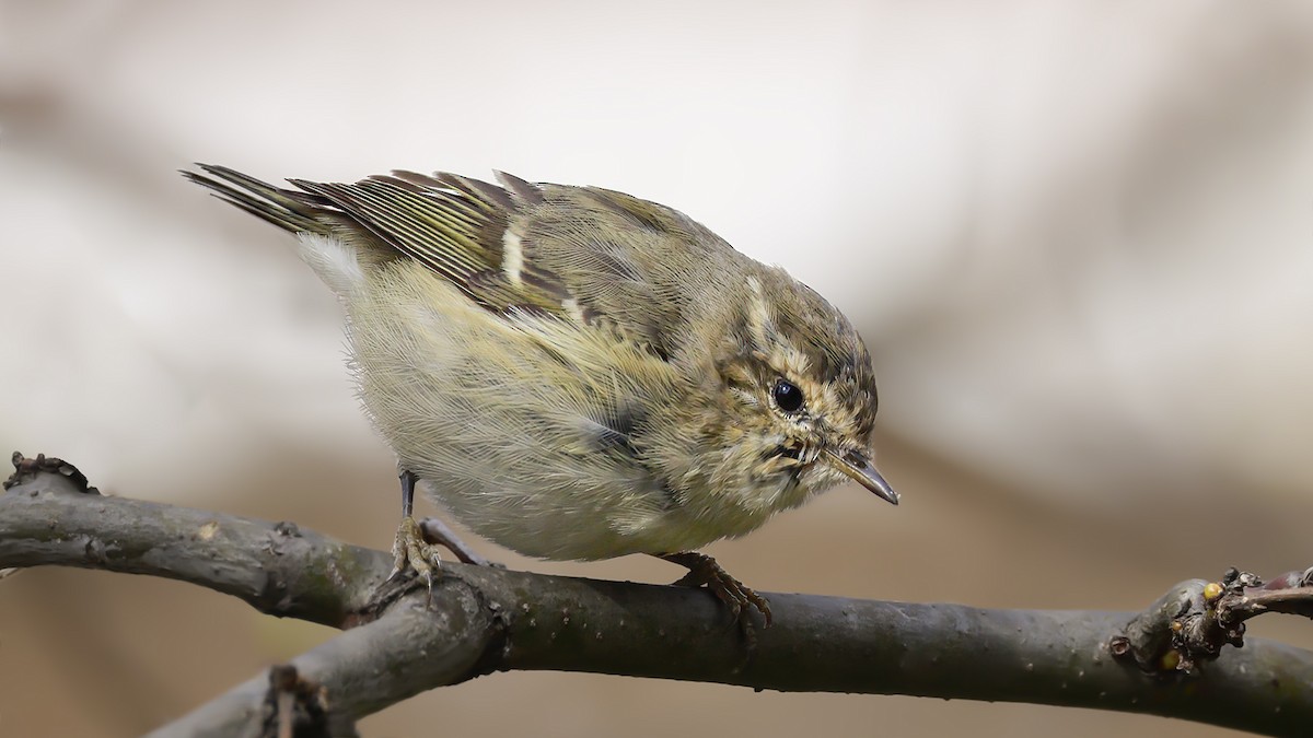 Hume's Warbler - ML547154231