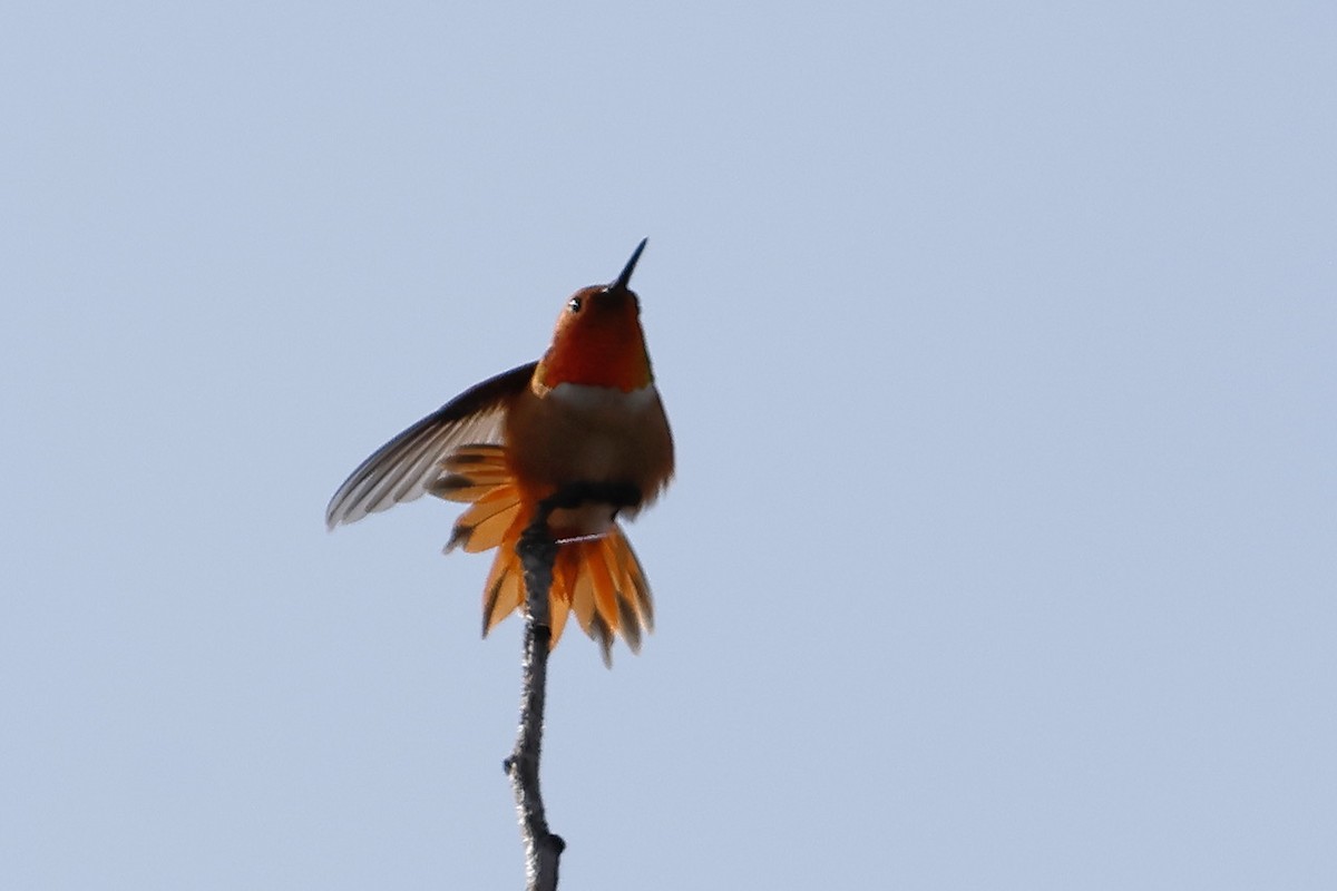 Rufous Hummingbird - ML547154361