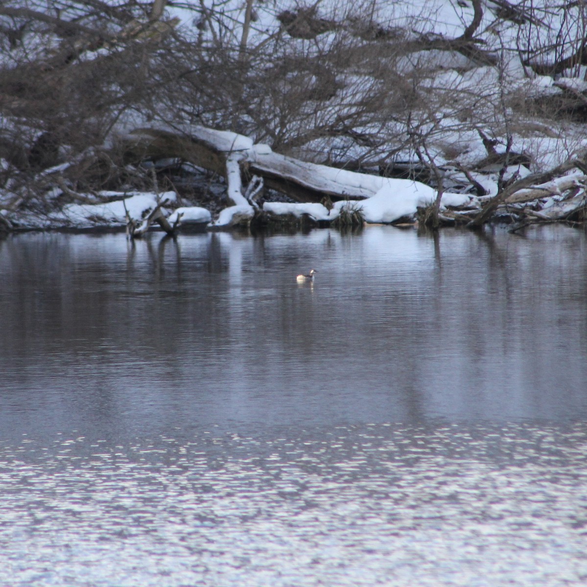 Horned Grebe - ML547154441