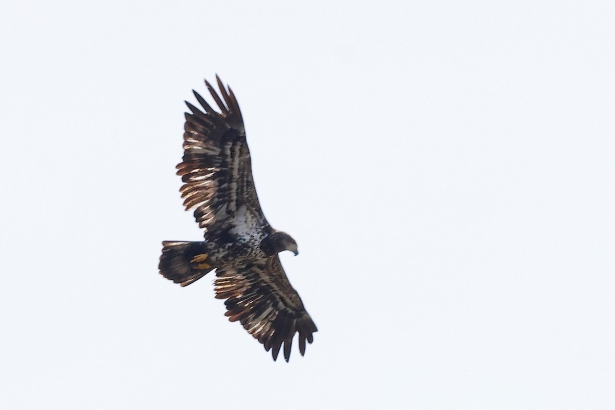 Bald Eagle - Julianna  Paradisi