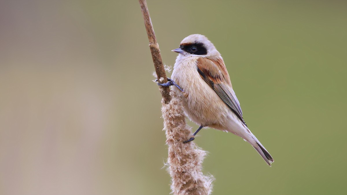 Eurasian Penduline-Tit - SONER SABIRLI