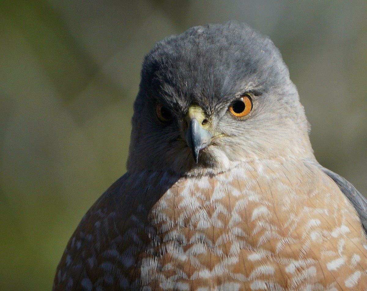 Cooper's Hawk - Lee Funderburg