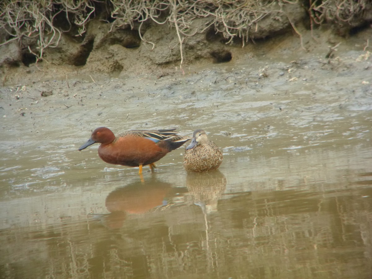 Cinnamon Teal - ML547158771