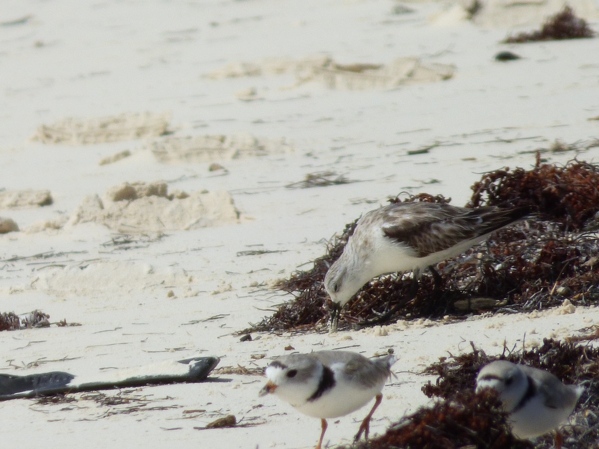 Sanderling - Tarra Lindo