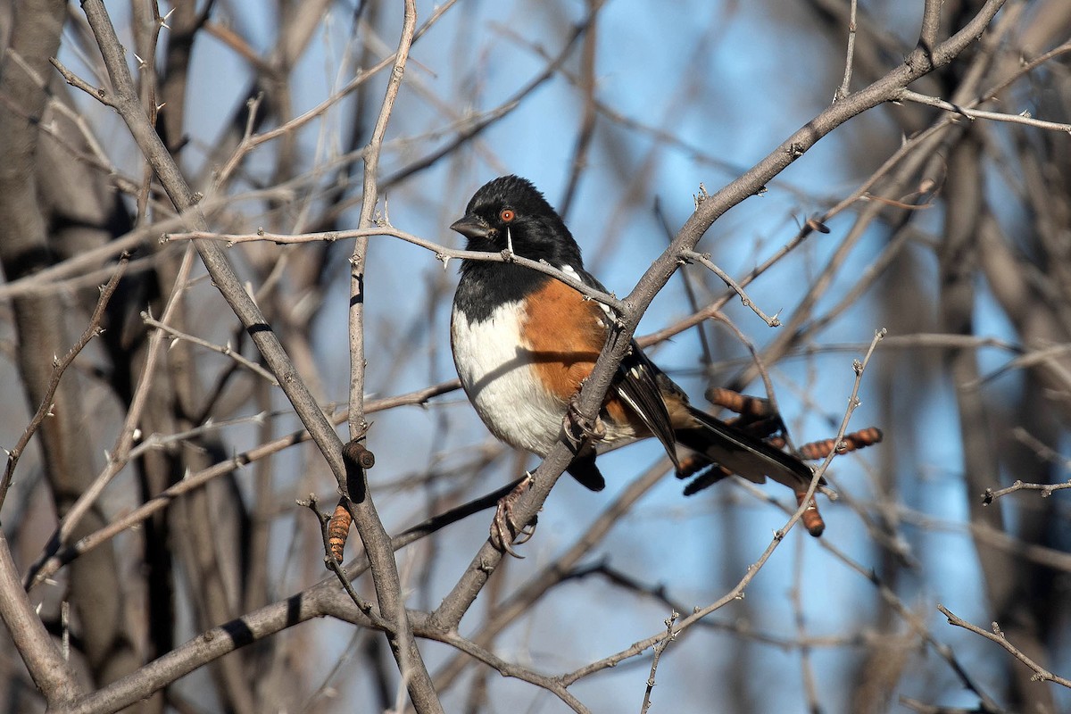 Spotted Towhee - ML547159381