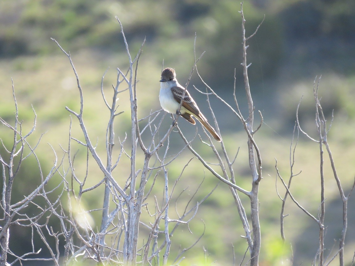 Ash-throated Flycatcher - Anne (Webster) Leight