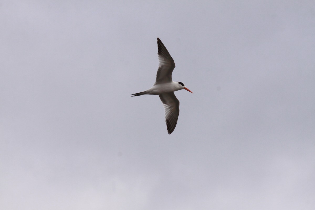 Elegant Tern - ML547160011