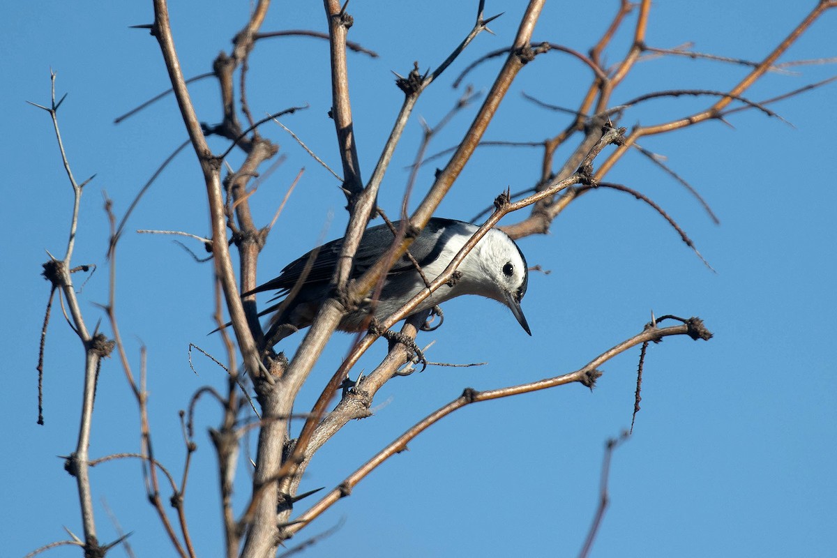 White-breasted Nuthatch (Interior West) - ML547160071