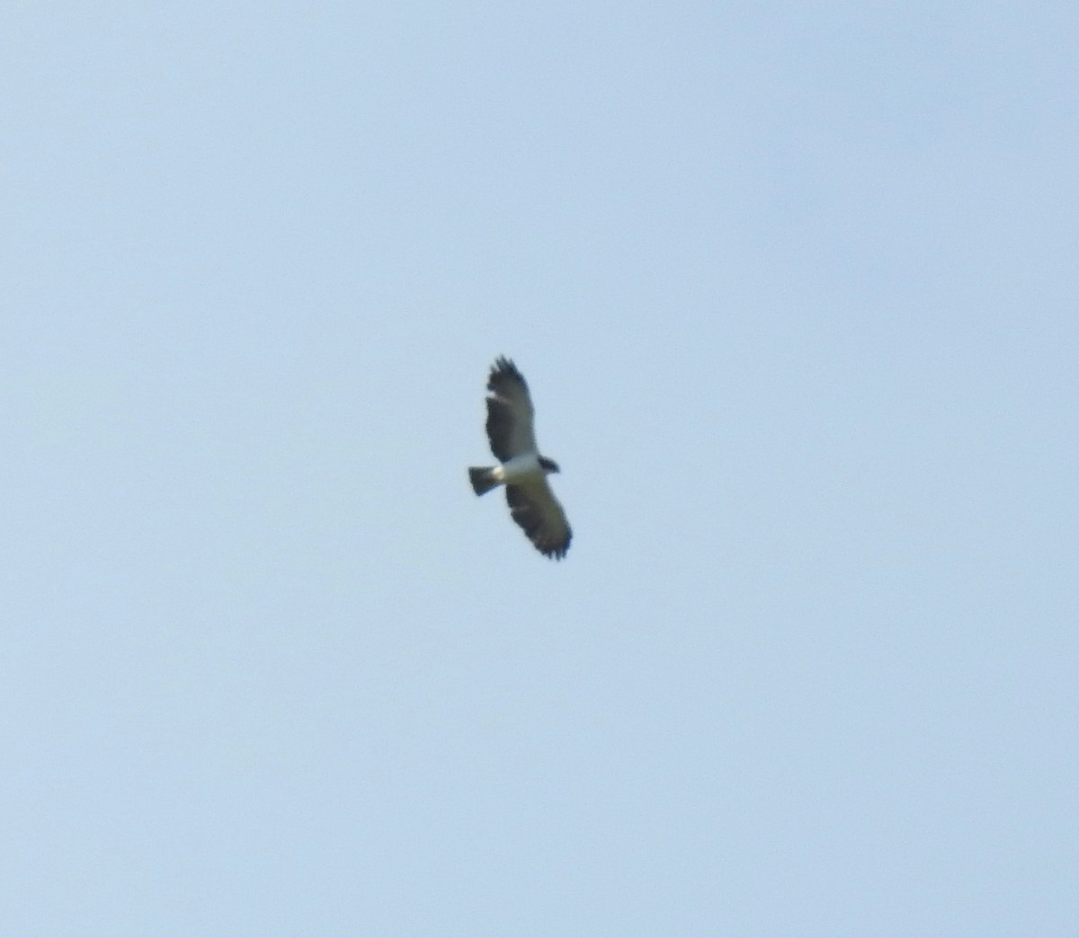Short-tailed Hawk - ML547161001