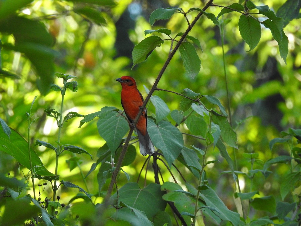 Flame-colored Tanager - ML547161291