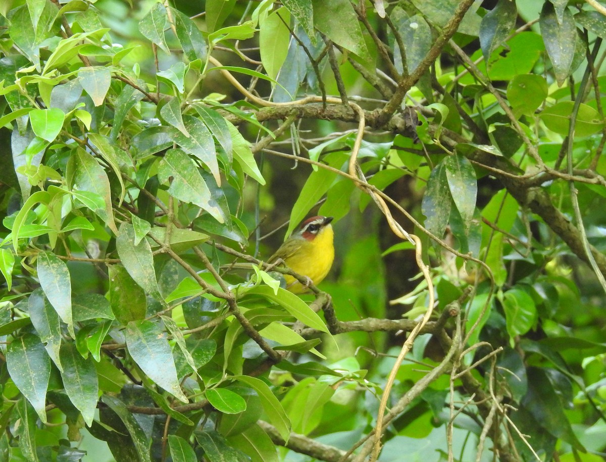 Chestnut-capped Warbler - ML547161471